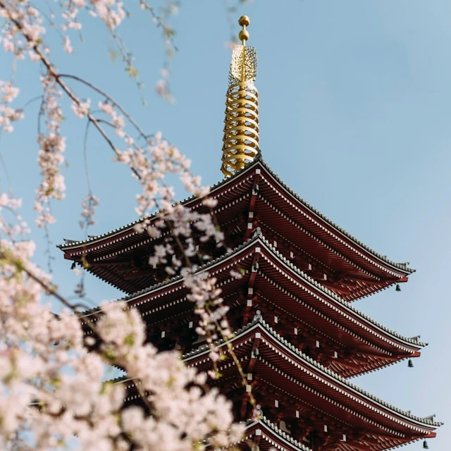 La pagoda roja del templo Senso-ji de Tokio, con cerezos en flor a sus pies durante el día.