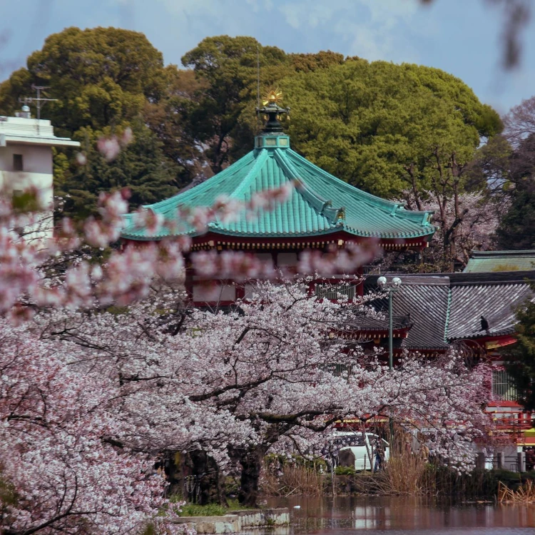 A picturesque view of a Kyoto temple surrounded by cherry blossoms in full bloom, capturing serene Japanese spring beauty