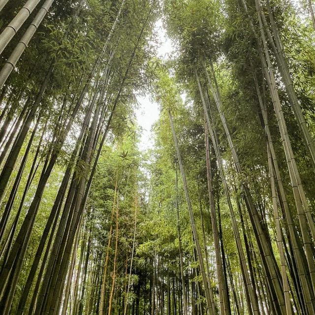 Lush and towering bamboo grove in Kyoto, Japan, showcasing serene natural beauty