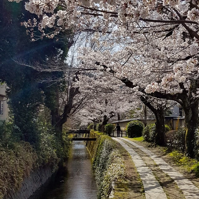 Beautiful cherry blossoms over a serene canal in spring, capturing the essence of nature's renewal