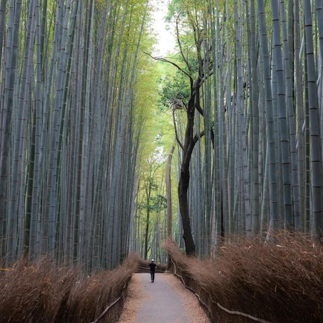 The serene Arashiyama Bamboo Grove in Kyoto, Japan's iconic forest trail
