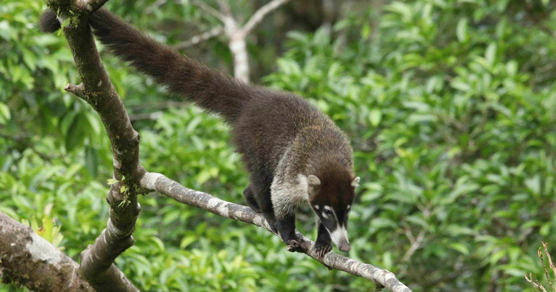 A brown coati climbing a tree branch with green plants on the background