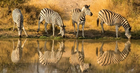 Best Time to Visit Kruger National Park