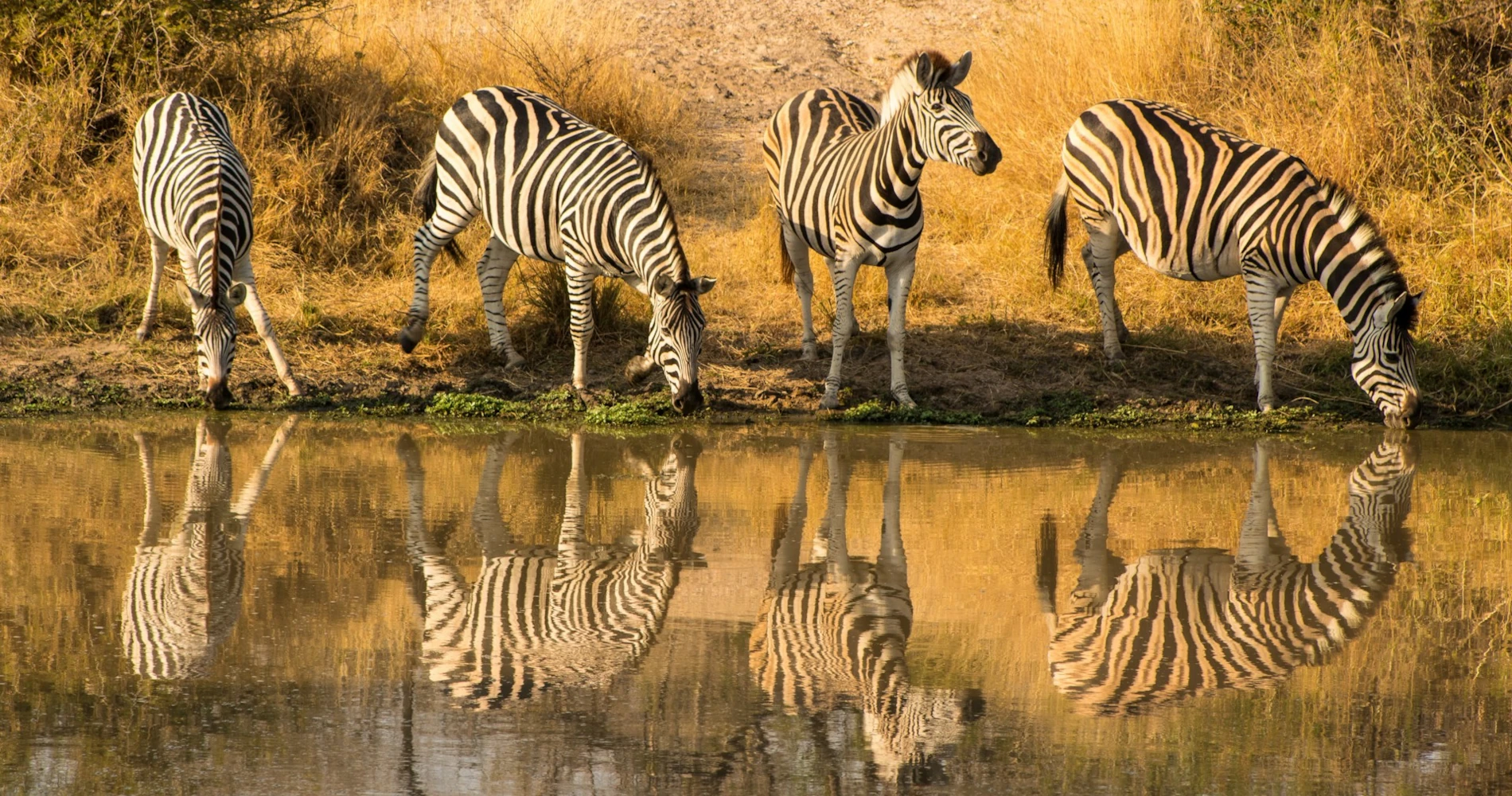 Un grupo de cebras bebiendo de un río con un reflejo muy claro de ellas en el agua.