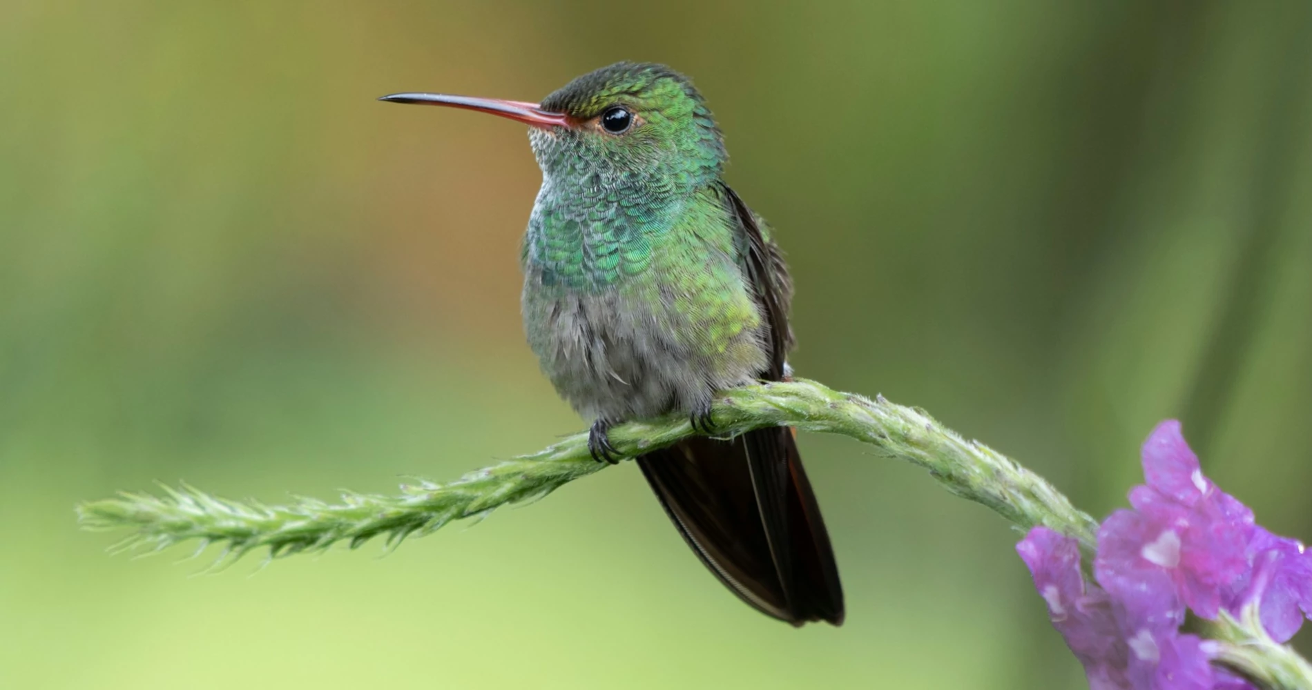 A small hummingbird perched on a small plant