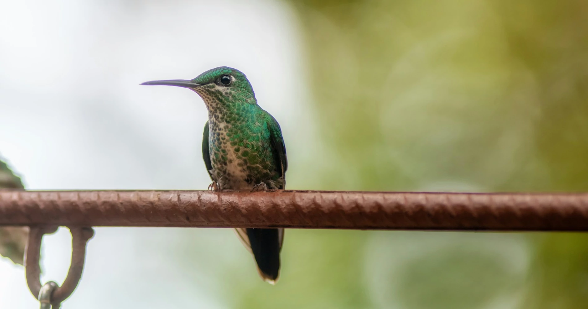 A green hummingbird on a metal rod