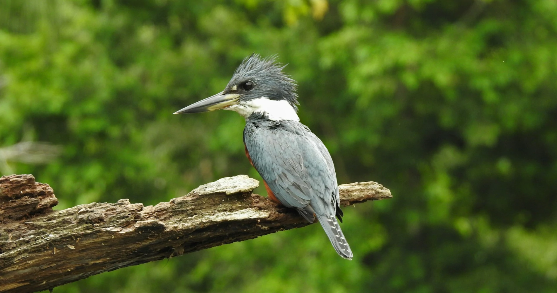 A kingfisher sitting on top of a tree branch in Tortuguero, Costa Rica