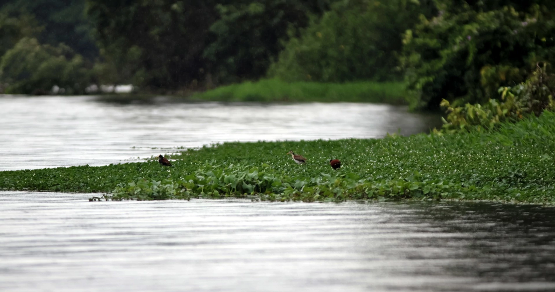 Aquatic birds feeding on a canal of Tortuguero National Park