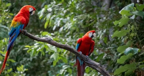 A pair of Scarlet macaws perched on a branch in the middle of the jungle