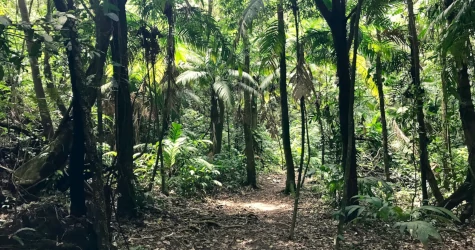 Pathway surrounded by dense green vegetation
