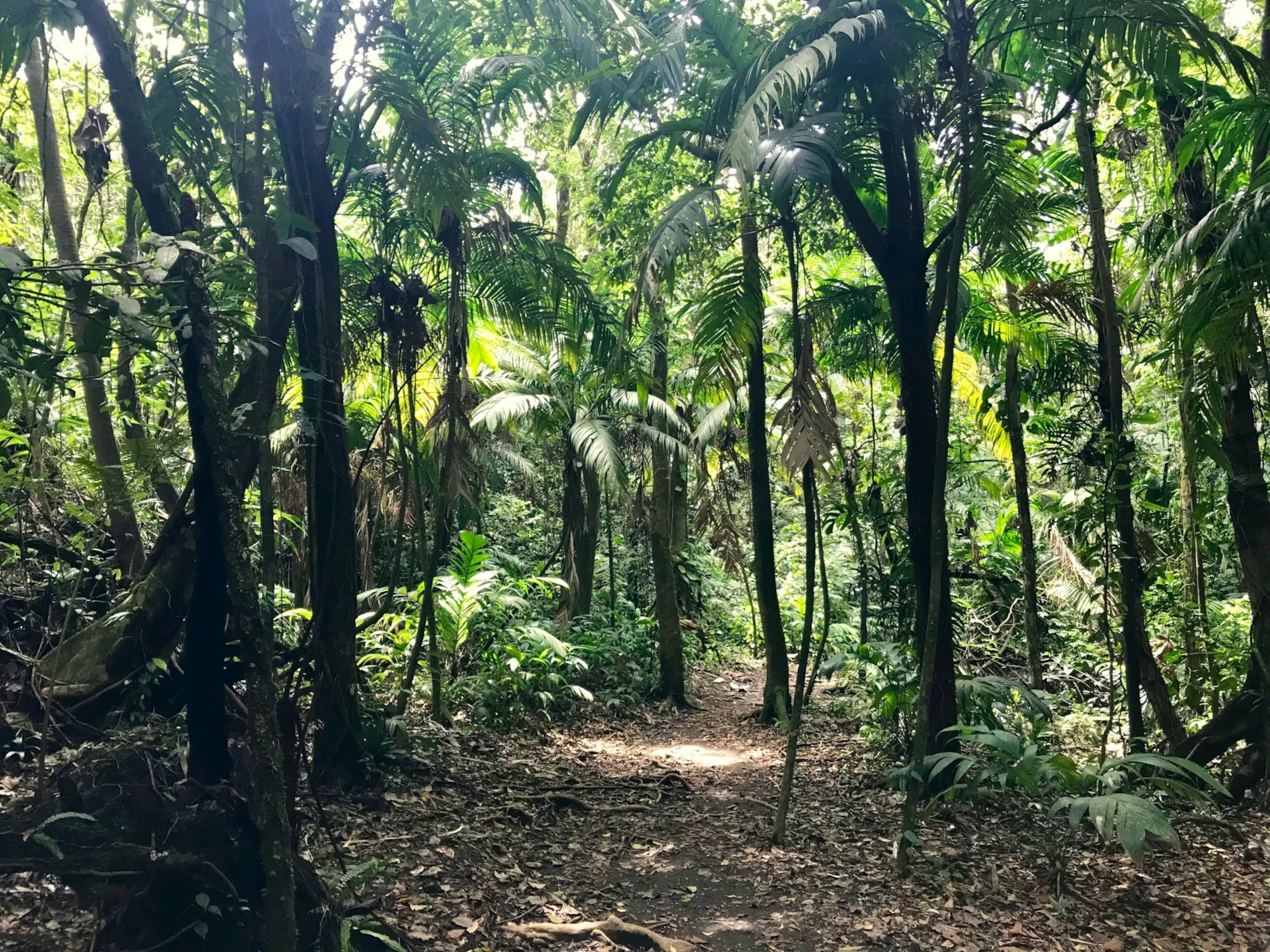 Pathway surrounded by dense green vegetation