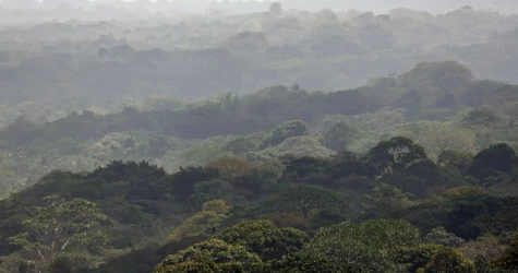 A forest filled with green trees and mist
