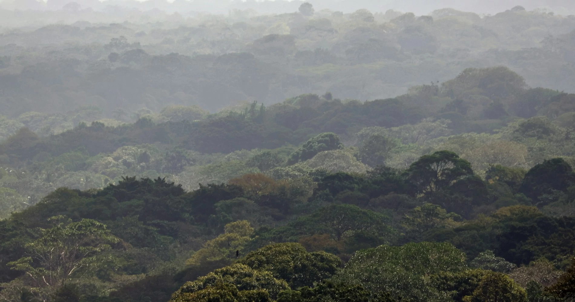 A forest filled with green trees and mist