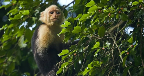 A Capuchin monkey overlooking from a branch