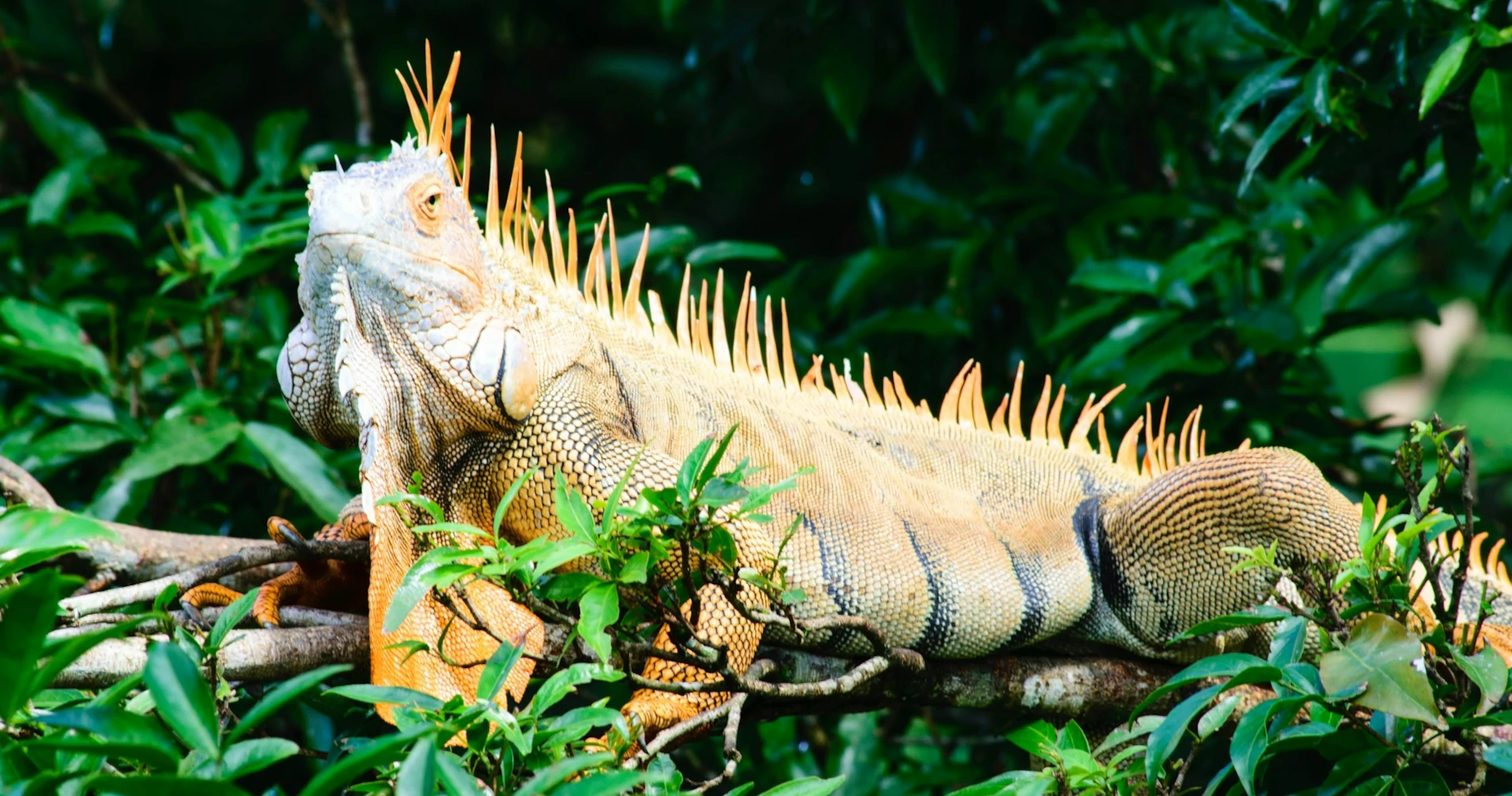 An orange iguana on top of a tree branch