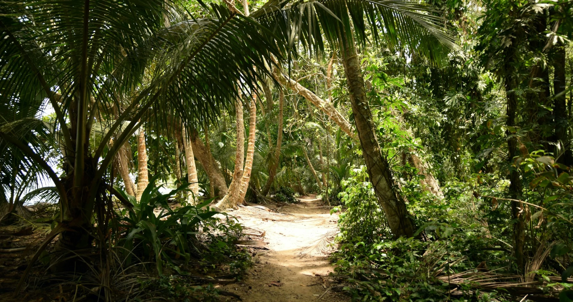 A trail crossing a jungle in Tortuguero, Costa Rica