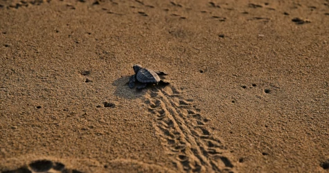 Little sea turtle reaching for the sea on a beach