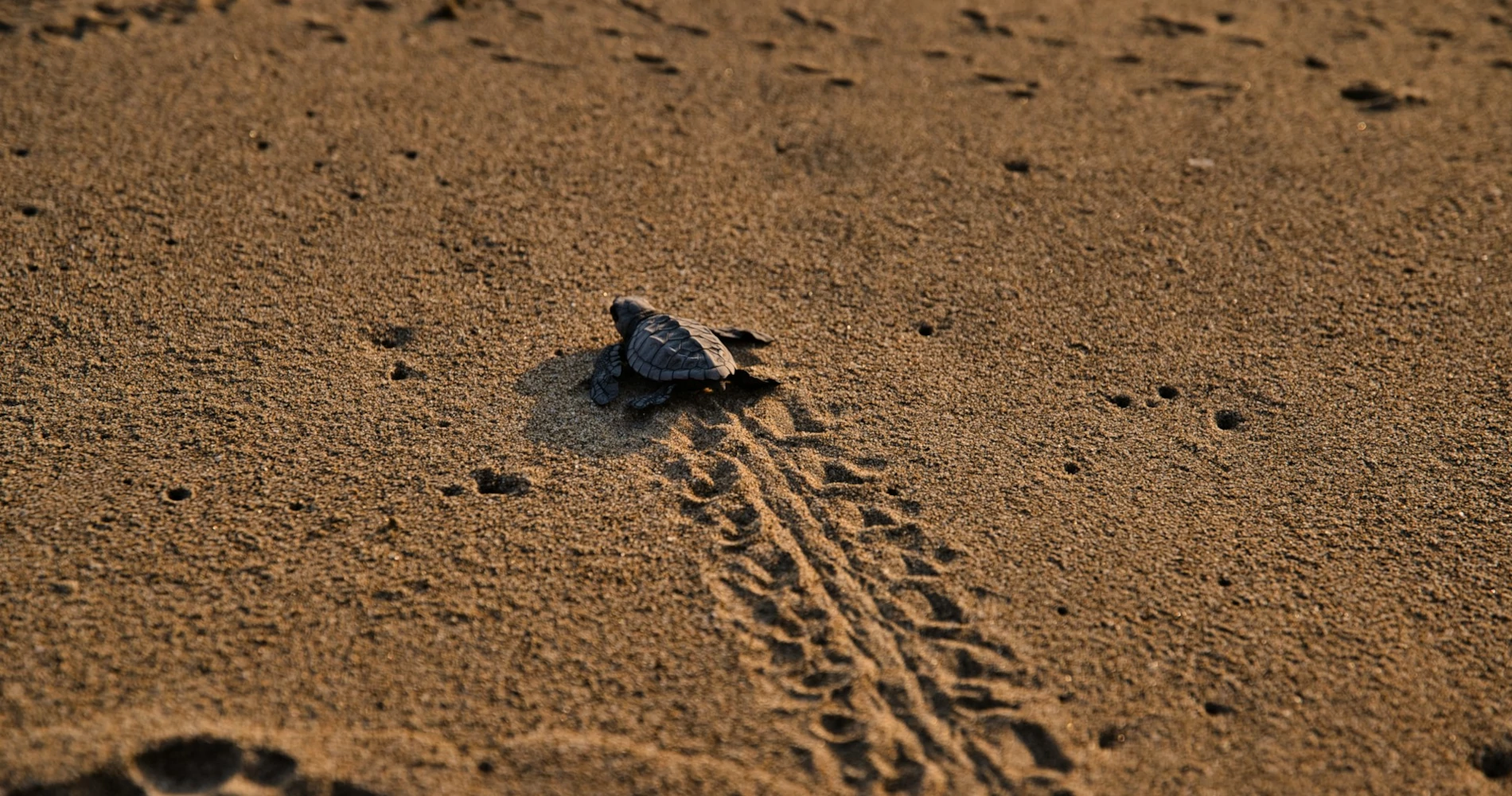 Little sea turtle reaching for the sea on a beach