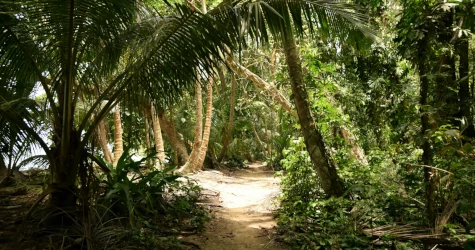 A trail crossing the jungle in Tortuguero