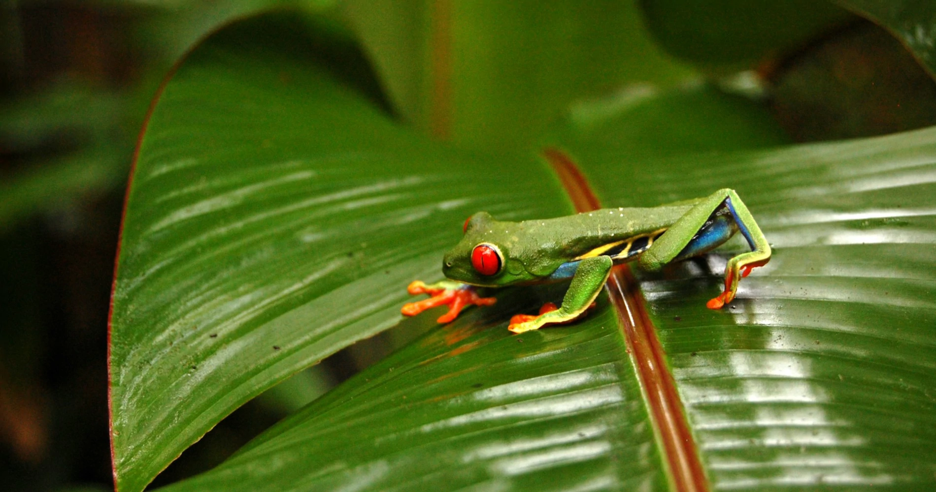 A green frog with red eyes walking on a green leaf