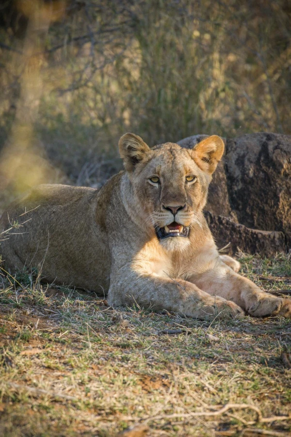 Kruger