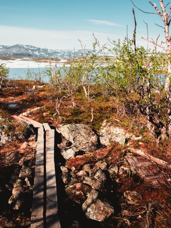 Actividades en el parque nacional Abisko Sendero en el parque nacional de Abisko