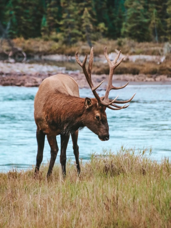 Flora y fauna Wapití pasturando al lado de un rio