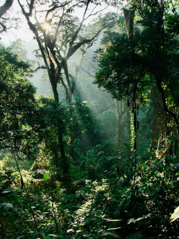The lush rainforest of Bwindi Impenetrable Forest National Park