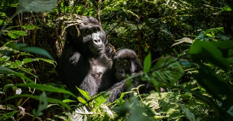 Bwindi National Park