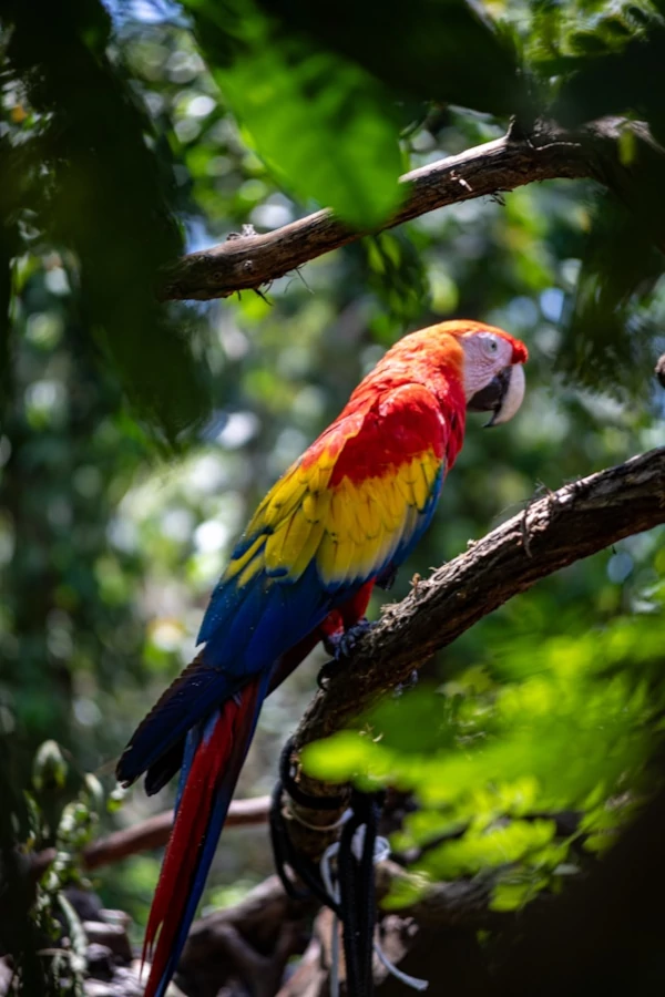 Descubra el Parque Nacional Cahuita Un perfil de cerca de un guacamayo escarlata, mostrando sus vibrantes plumas de color rojo, amarillo y azul.