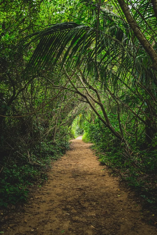 Cosas que hacer en el Parque Nacional Cahuita Un camino de tierra en medio de un bosque.
