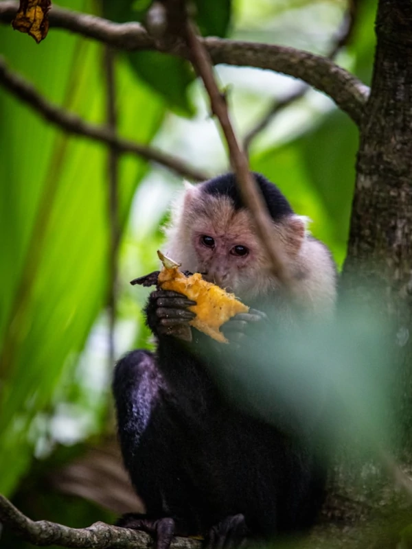 Animales y maravillas naturales Un mono capuchino disfrutando de una comida, posado delicadamente en una rama.