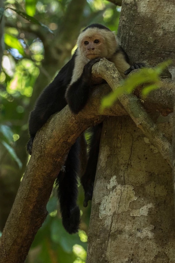 Activities in Carara National Park A white and black capuchin monkey resting on a tree branch