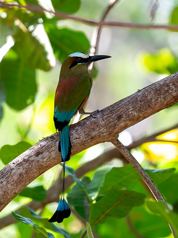 Discover Carara National Park A Turquoise-browed motmot perched on a tree branch