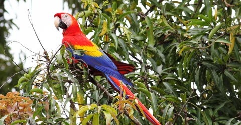 Carara National Park