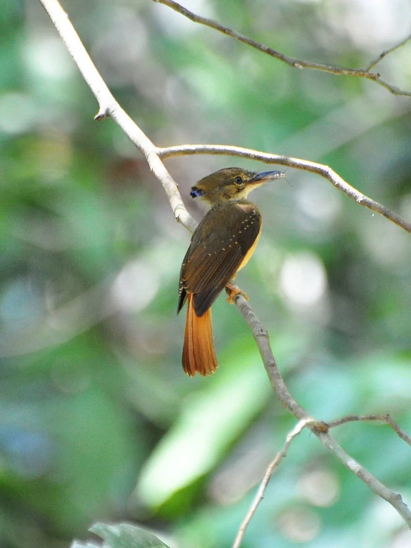Wildlife and Biodiversity in Carara National Park A brown and orange bird perched on a small branch