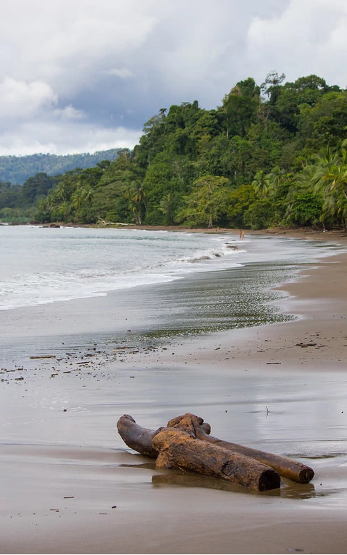 Actividades para disfrutar en el Parque Nacional Corcovado Un tronco de madera en una playa de arena tropical.
