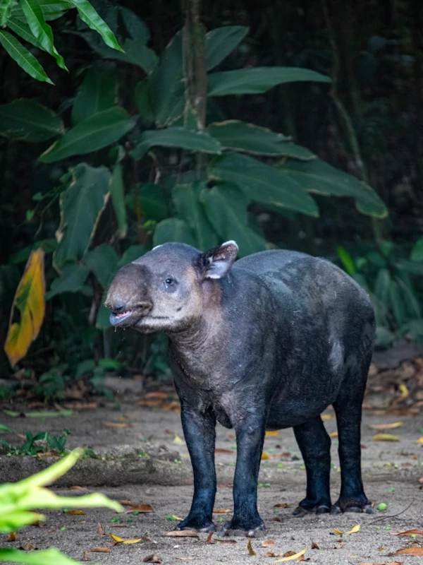 Biodiversidad Única en Corcovado Un tapir permanece alerta pero tranquilo en el suelo del bosque.