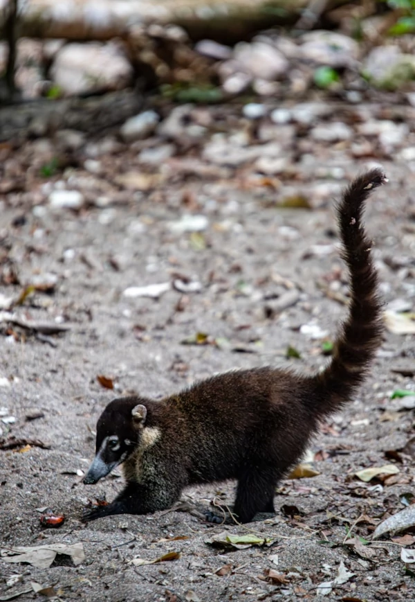 ¿Por qué visitar el Parque Nacional Corcovado? Un pequeño coatí marrón cavando en la arena.