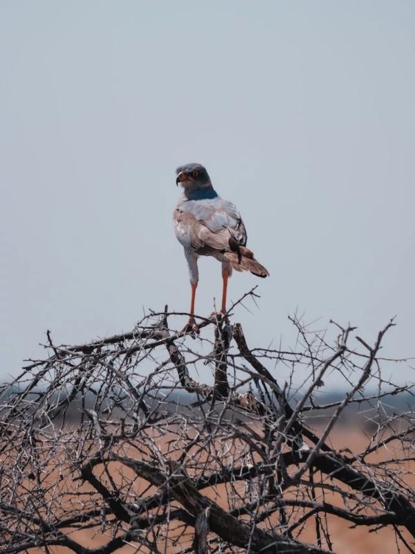Halcón en Etosha
