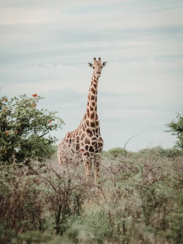 Girafa en el parque nacional Etosha