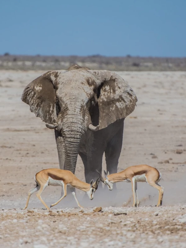 Gacelas y elefante en el parque nacional Etosha