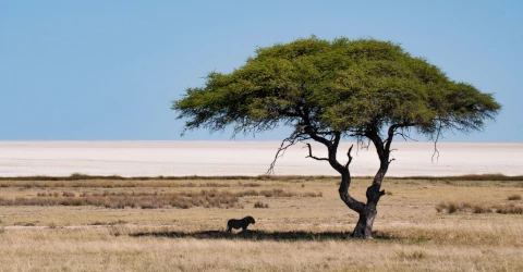 Etosha National Park