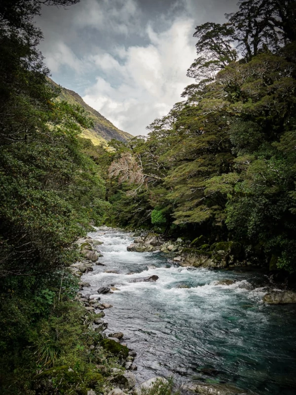 Actividades Río abriendo paso por un bosque del parque nacional Fiordland