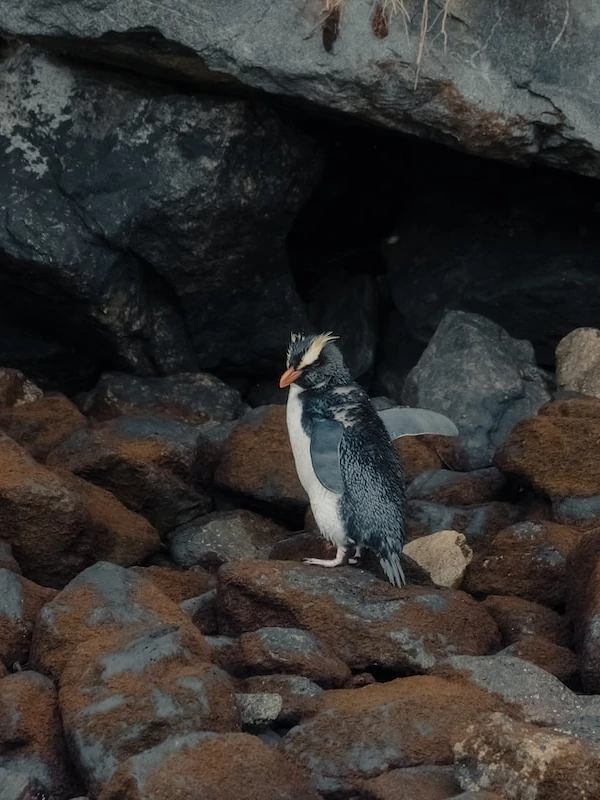 Biodiversidad Un pinguíno de Fiordland