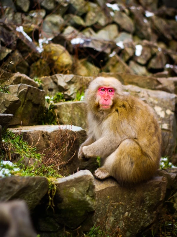 Flora y fauna Macaco Japonés