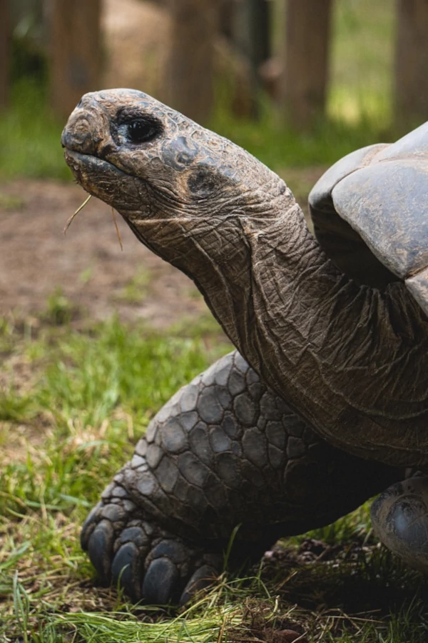 Biodiversity and wildlife Galápagos giant tortoise