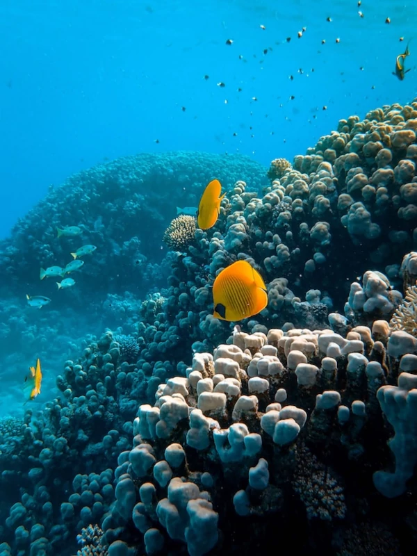 Actividades Extensos arrecifes de coral y peces tropicales en la Gran Barrera de Coral