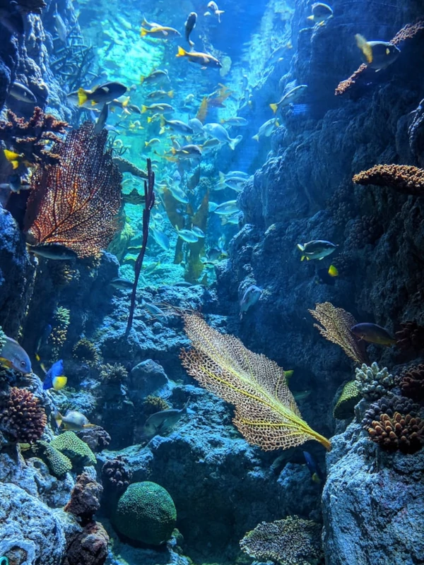 Conservación Arrecife y colores en el parque marino de la gran barrera de coral