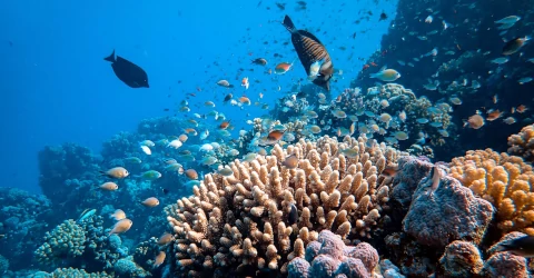 Parque Nacional Gran Barrera de Coral